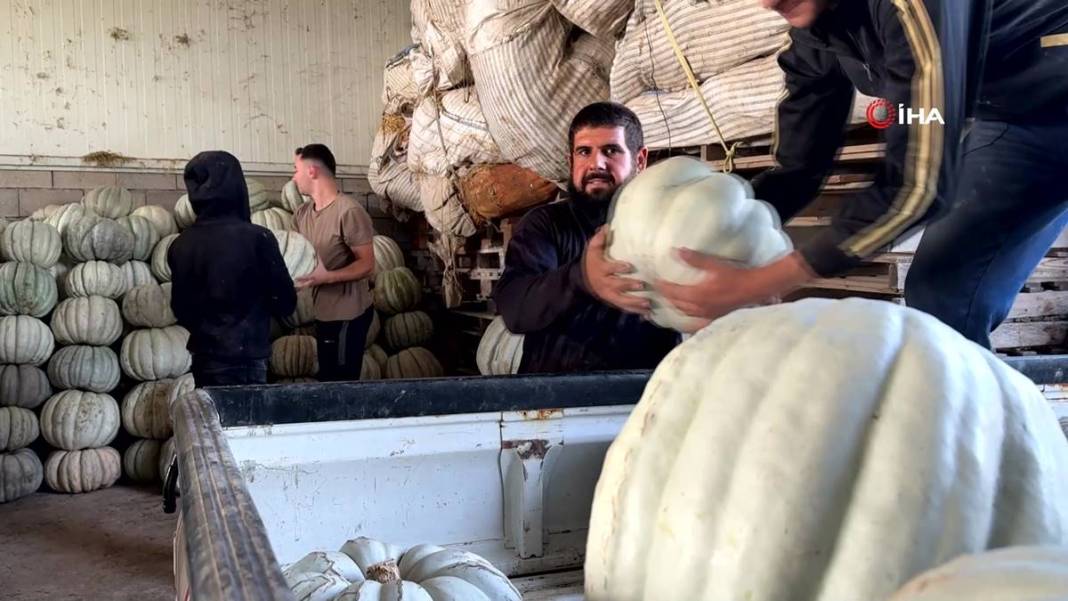 O ilimizde yetişiyor: Almanlar ve İtalyanlar kapış kapış alıyor! Çorba, lokum, marmelat, reçel yapılıyor 17